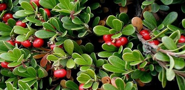 Cowberry
